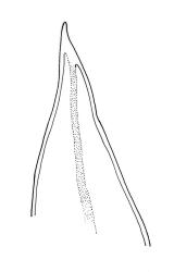 Crosbya straminea, leaf apex. Drawn from A.J. Fife 5245, CHR 103507, and J.E. Beever 31-7, CHR 406187.
 Image: R.C. Wagstaff © Landcare Research 2017 
